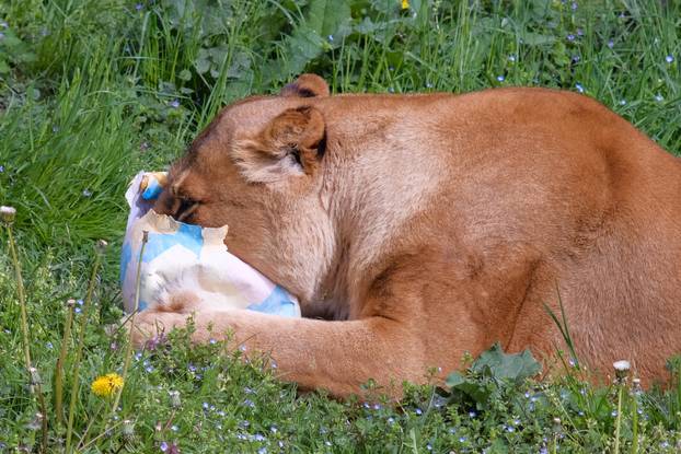Zagreb: Tradicionalna podjela pisanica životinjama u Zoološkom vrtu Grada Zagreba