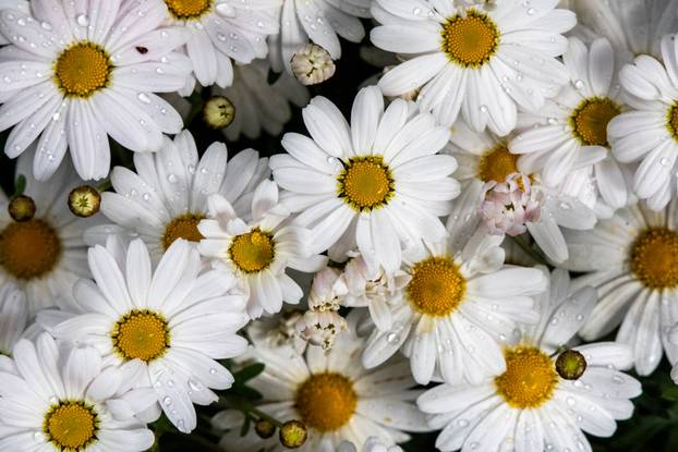 Pula: 17. sajam cvijeća Florija na Giardinima