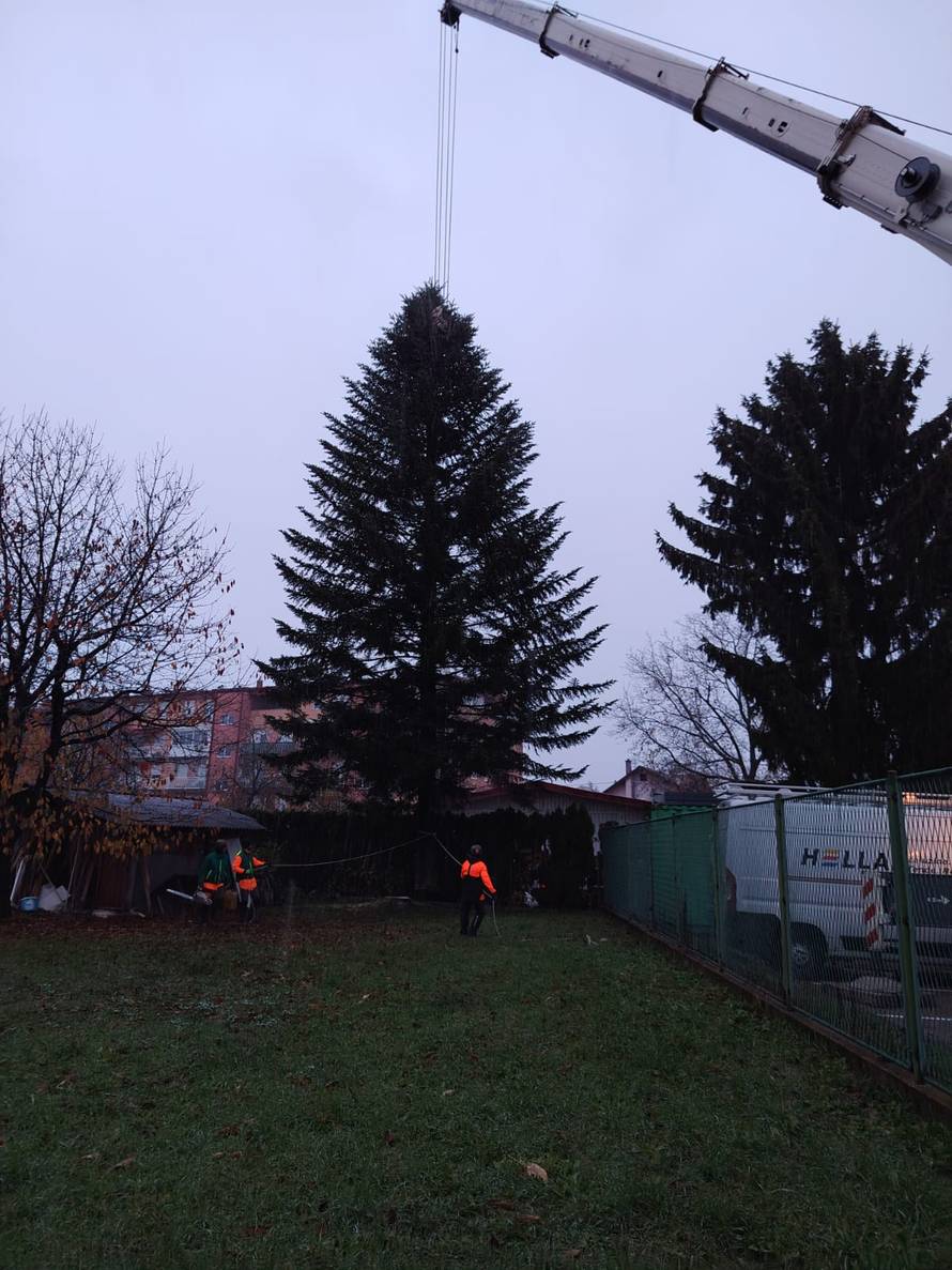 FOTO Ovo je jelka koje će ove godine biti na Trgu: 'Visoka je 18 metara, jako sam ponosan'