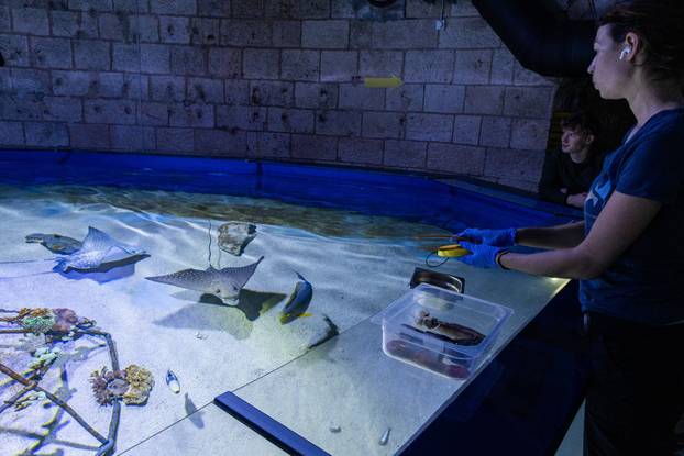 Pula: Novopristigle vrste raža Pjegavi golub u Pulskom akvariju