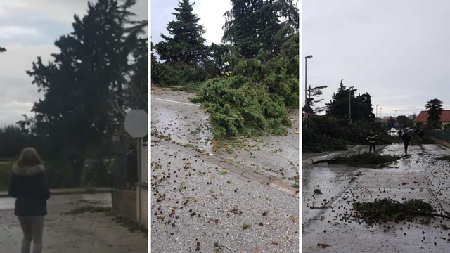 Oluja u Zadru: Pijavica srušila bor kraj žene, jedva se spasila