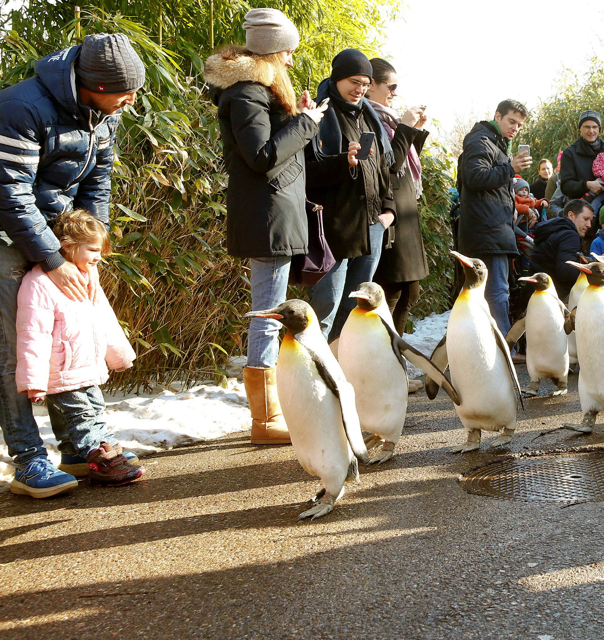 People follow king penguins exploring their outdoor pen at Zurich's Zoo