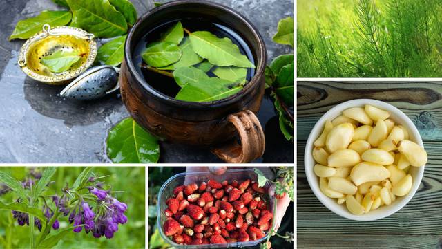 Top 10 ljekovitih biljaka: Lovor umiruje, preslica liječi upale, a medvjeđi luk jača imunitet
