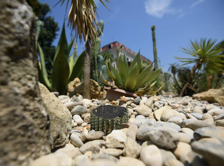 Zagreb: Nepozanti poÄ?initelj ukrao kaktus iz BotaniÄ?kog vrta starog 60 godina