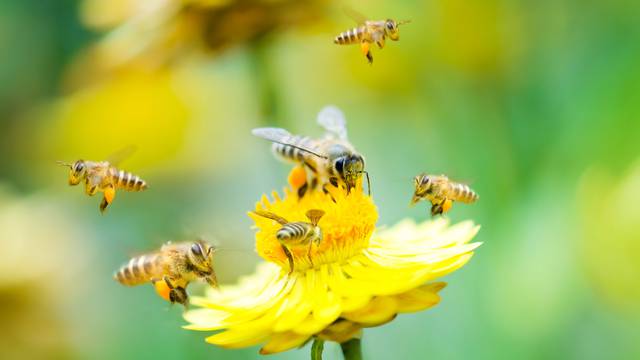 Travnjak koji će privlačiti pčele - evo zašto je to jako dobra ideja