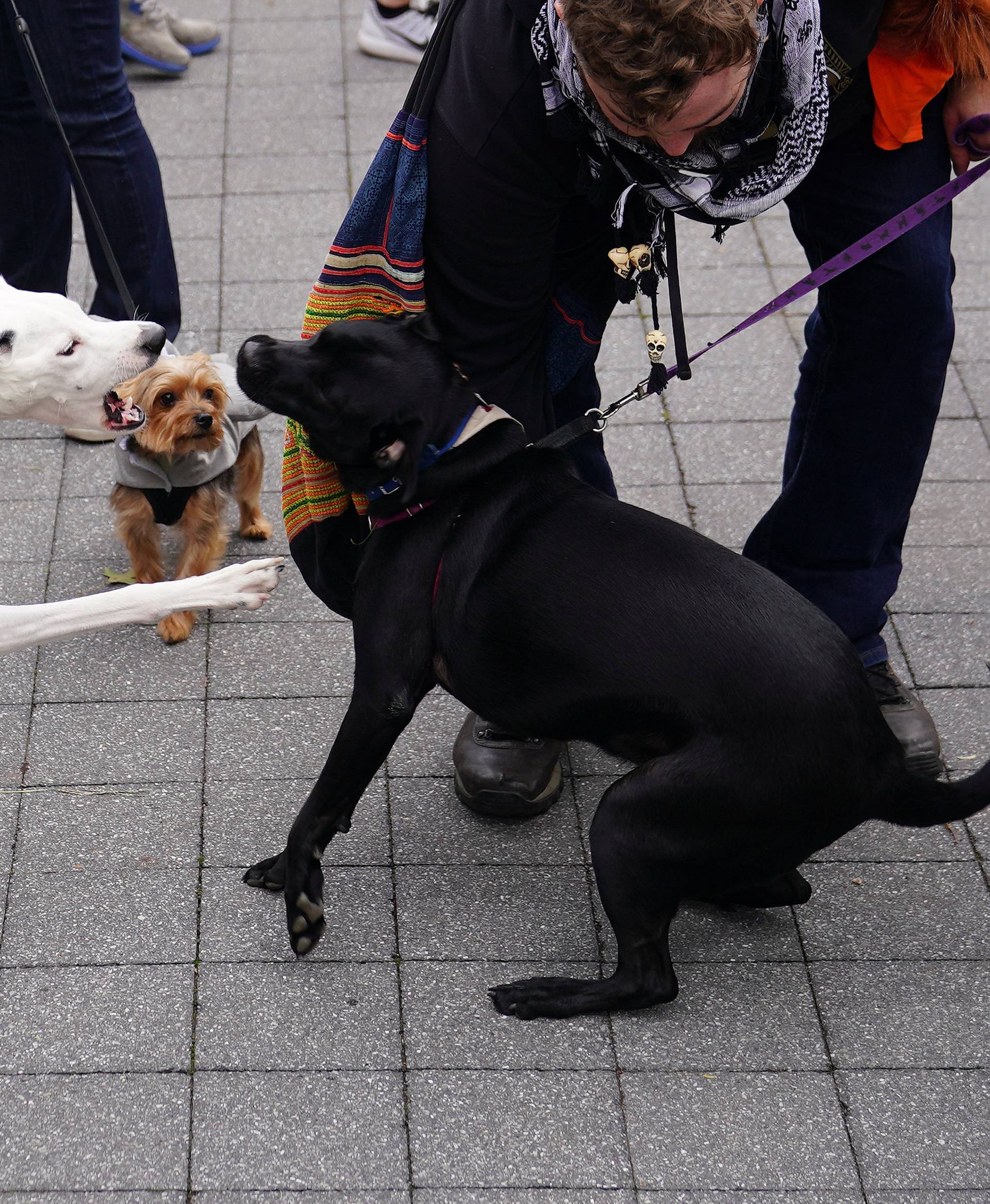 Dogs attend the Tompkins Square Park Halloween Dog Parade at East River Park in the Manhattan borough of New York City