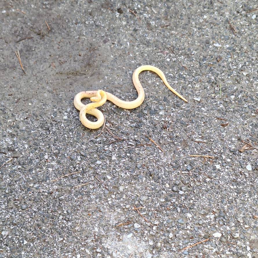 FOTO Pronašli albino bjelicu u Gračanima: 'Mačka je šapom udarala zmiju, vide se rane'