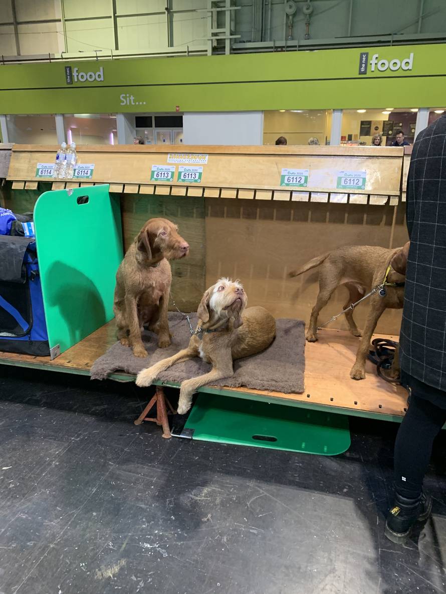 Hrvatski psi blistali na najvećoj i najprestižnijoj izložbi Cruftsu