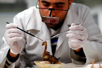 An Egyptian archaeological technician uses diagnostic instruments to renovate ancient toy 'A swan laying on eggs' which belonged to The Golden King Tutankhamun, in the conservation centre of the Grand Egyptian Museum, on the outskirts of Cairo