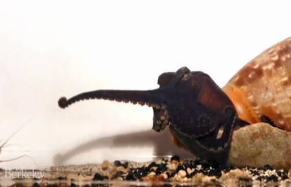 Mala, ali ubojita: Hobotnica s kojom žrtve nemaju šanse