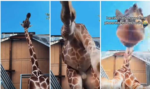 VIDEO Pao mu mobitel u nastambu &zcaron;irafa. Ono &scaron;to se snimilo je - hit! Mo&zcaron;e selfie?