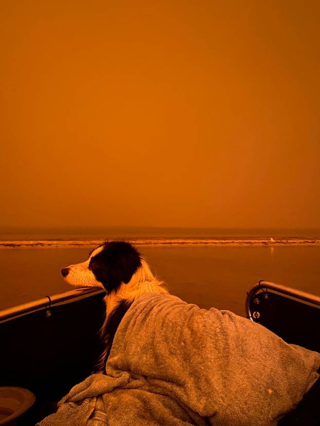 A view shows a dog covered in a blanket, against a blood-orange sky as wild bushfires rage in Mallacoota
