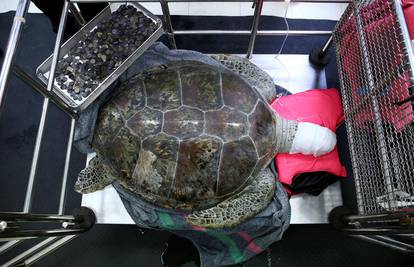 Turisti su je šopali kovanicama: Uginula tajlandska kornjača