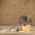 Greške tijekom čišćenja zbog kojih imate problem s miševima