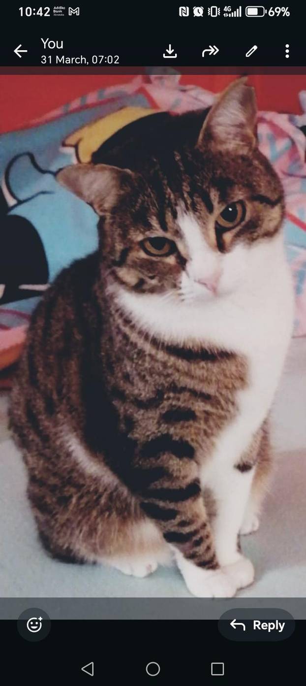 SUPER FOTKE vaših ljubimaca! Neki bi mogli biti viralni hit, ali svi su jednostavno neodoljivi