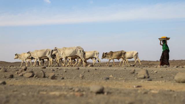 FILE PHOTO: WFP warns millions facing hunger as driest weather in decades ravages Horn of Africa