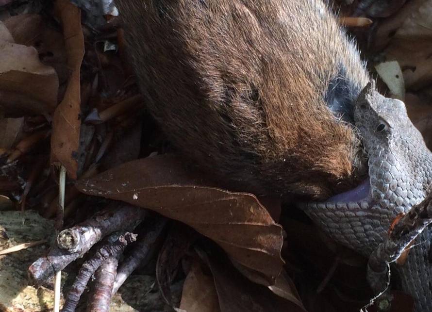 'Ulovio' poskoka usred obroka na Dinari: 'Nisam ga se bojao'