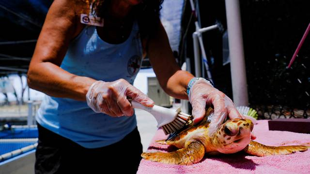 Loggerhead turtle is cleaned at the Turtle Hospital in Marathon