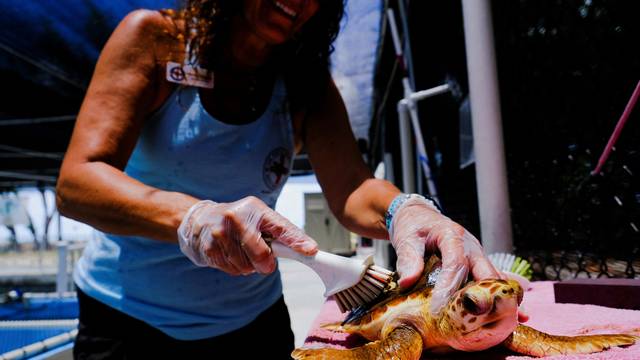 Loggerhead turtle is cleaned at the Turtle Hospital in Marathon