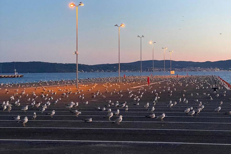 Na stotine galebova okupilo se u luci Gaženica: 'Odmaraju i uopće ne reagiraju'