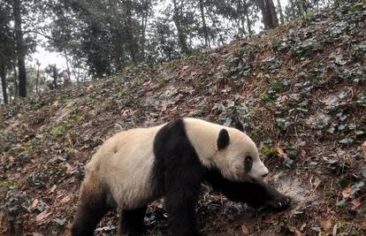 Dvije pande rođene u SAD-u preseljene su u Kinu