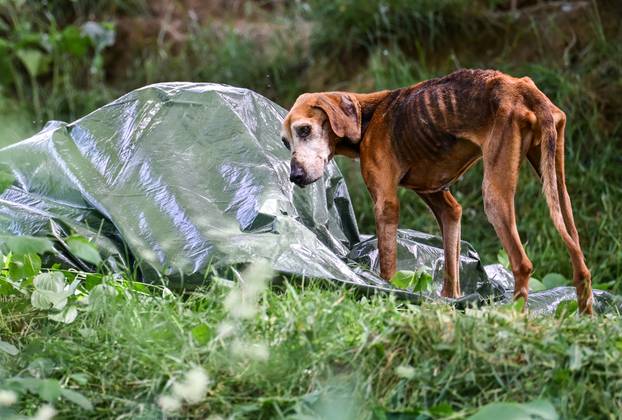 24sata Vanici: Zbog zanemarivanja uginulo više pasa