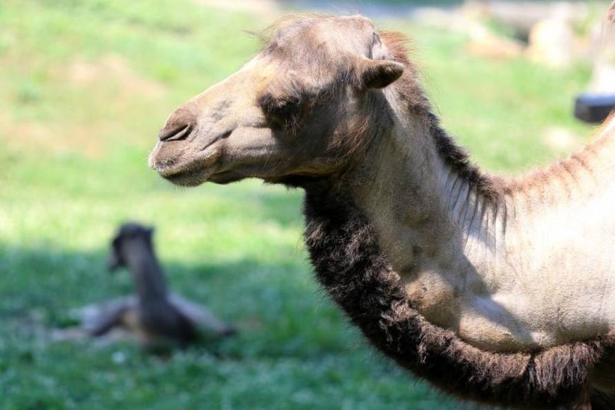 Davor javorovic/PIXSELL