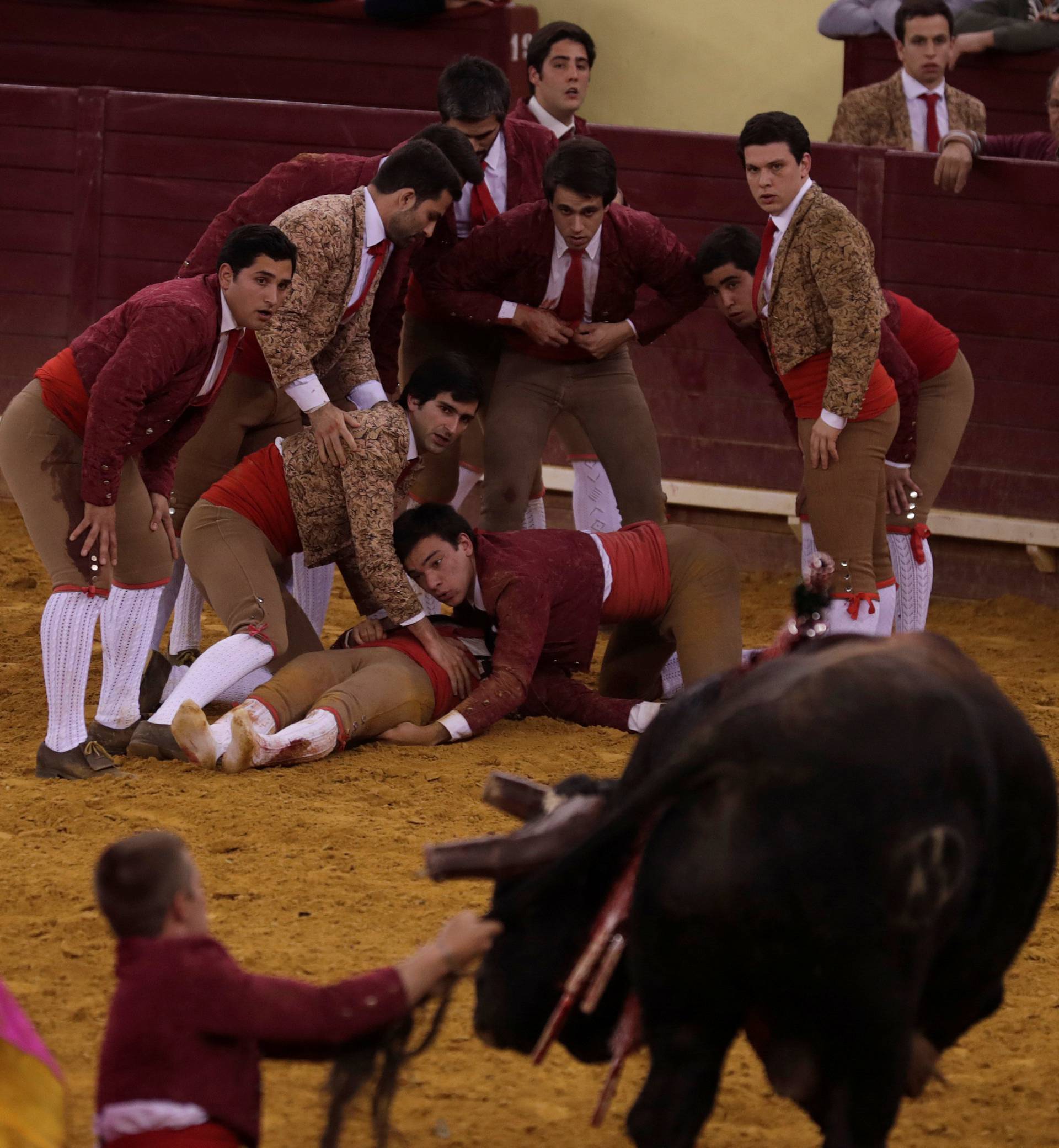 A member of Montemor forcados group lies after he was tossed by a bull during a bullfight at Campo Pequeno bullring in Lisbon