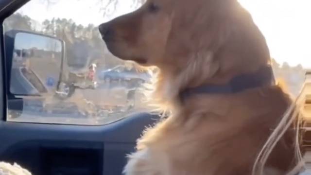 Pas se 'duri' jer su vlasnici nabavili 'sestricu': 'Cijelo je vrijeme zurio kroz prozor'