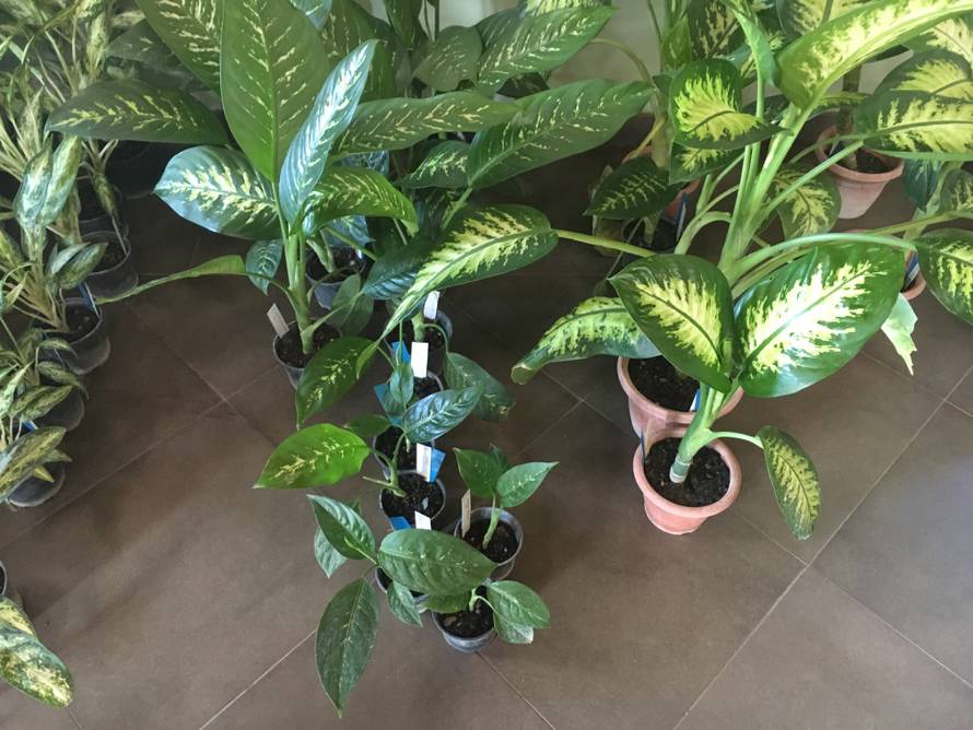 Rasprodaja u Botaničkom vrtu: Mesožderke su već od 30 kuna