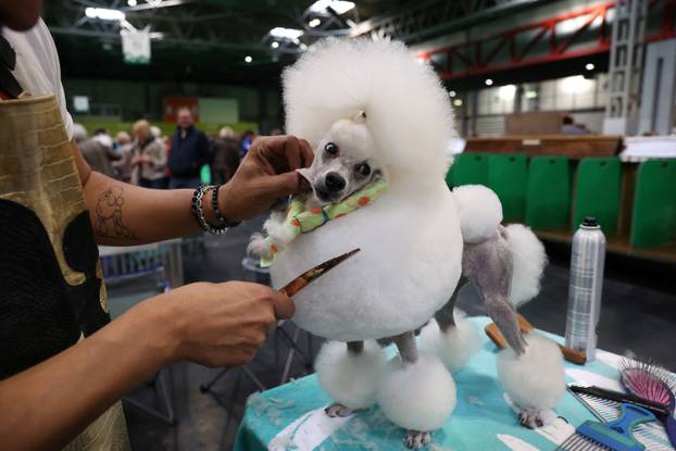 Krypto, a Toy Poodle is groomed by its dog owner on the second day of Crufts dog show in Birmingham