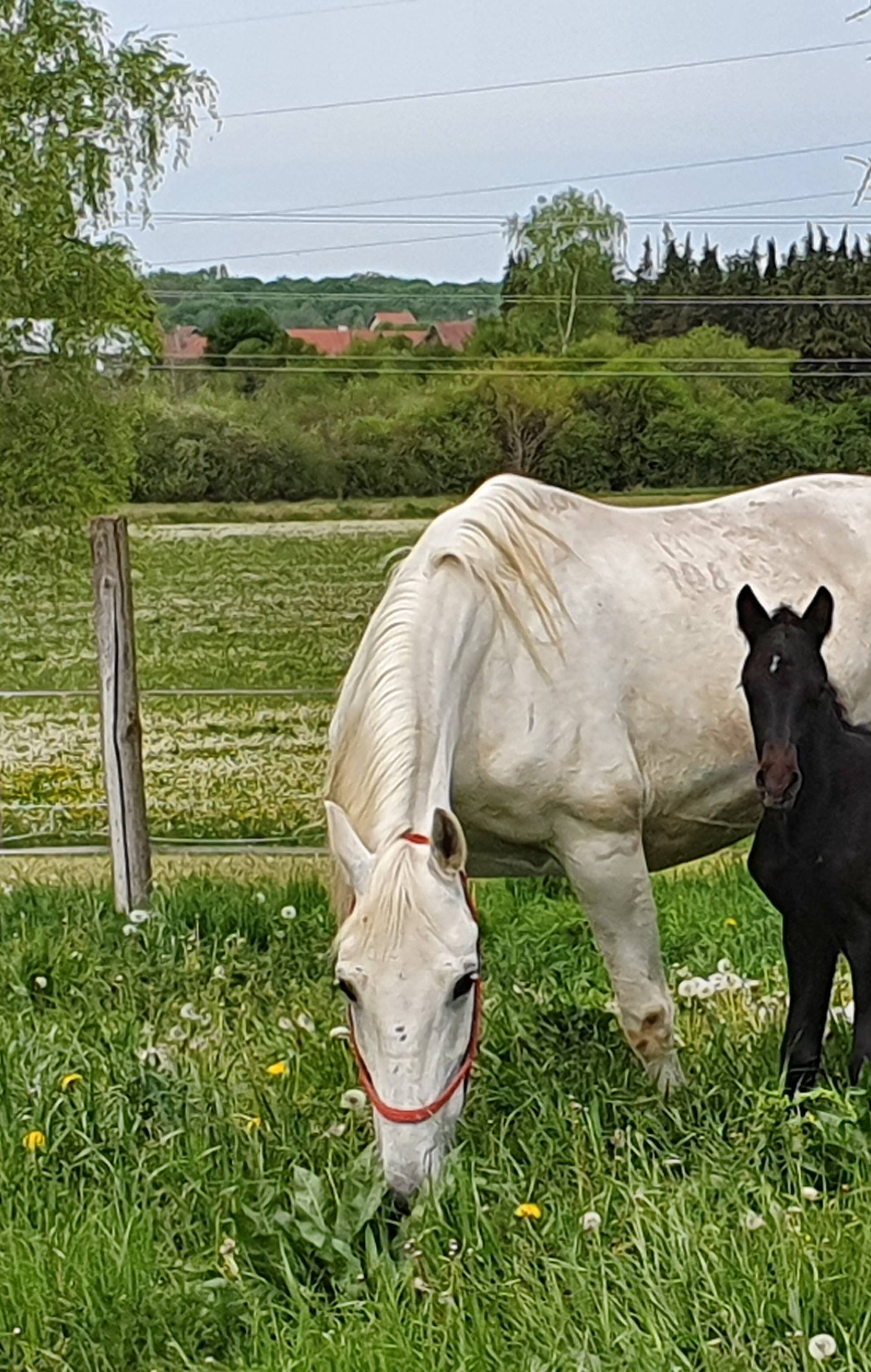 Veselje u Lipiku: Kobile su na svijet donijele šest ždrebadi