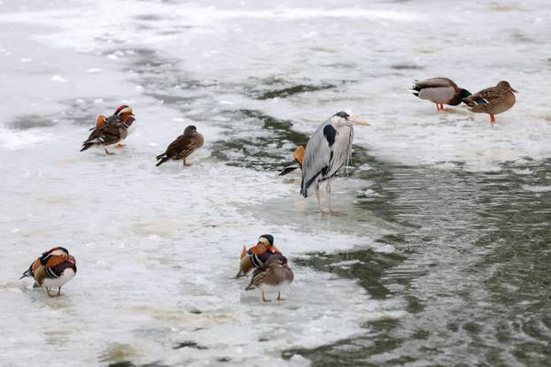 Zagreb: Snježno prijepodne u zoološkom vrtu
