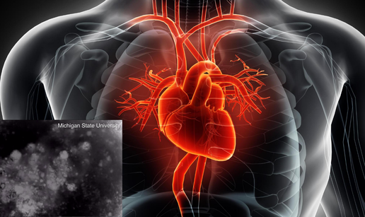 Razvili mini-srce koje &cacute;e pomo&cacute;i u istra&zcaron;ivanjima sr&ccaron;anih bolesti