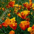 TREBA VIDJET Obavezno orezivanje cvijeća: Najbolji način kojim ćete vrt učiniti bujnijim i zdravim