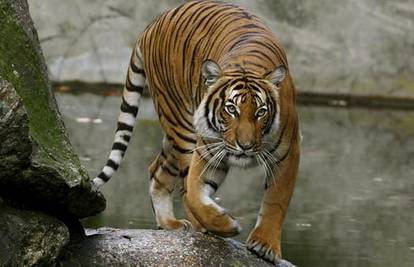 Panika u Njemačkoj: Sibirski tigar rastrgao radnicu ZOO-a