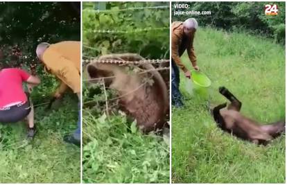 VIDEO Spašavali medvjedicu iz žice: Mještani je osvježili vodom