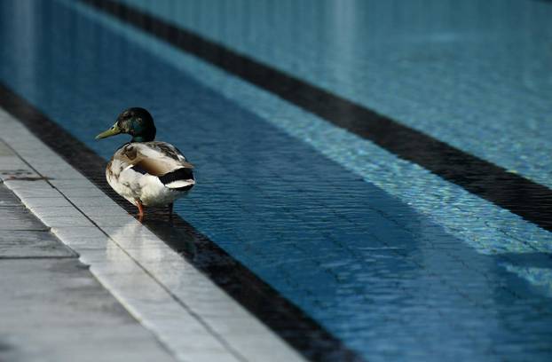 Zagreb: Otvoreni vanjski bazeni na Mladosti, a kupaju se tek pokoji kupač i jedna patka