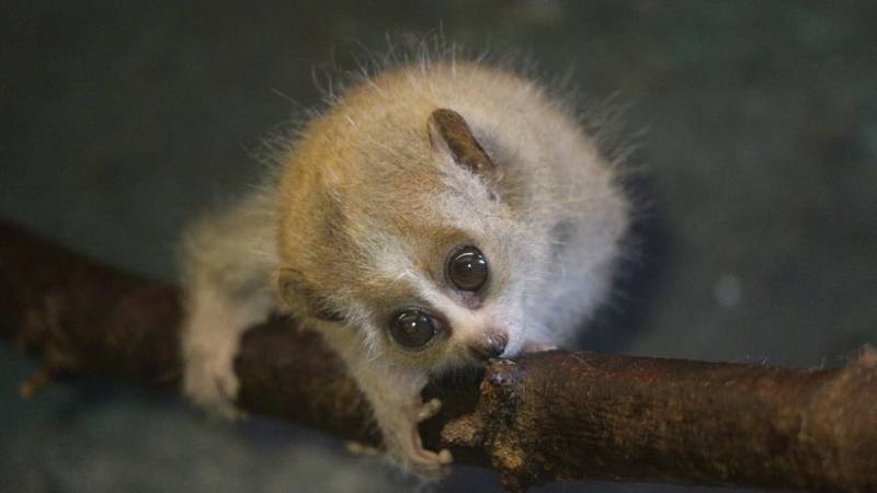 FOTO Neodoljiv, ali smrtonosan: Patuljasti spori loris novi je stanar zagrebačkog zoološkog