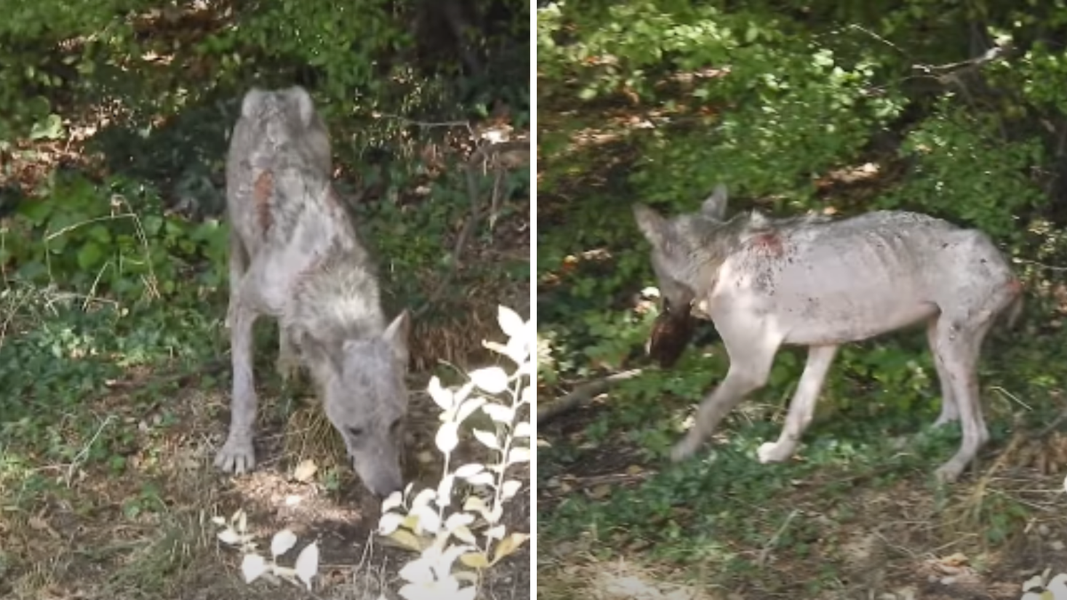 Bolesni Vuk Luta Sinjem Tuzno Je Vidjeti Ga Jedva Hoda I Pati 24sata