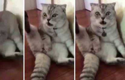 Mačak doživio šok nakon što je shvatio da je ostao bez ponosa