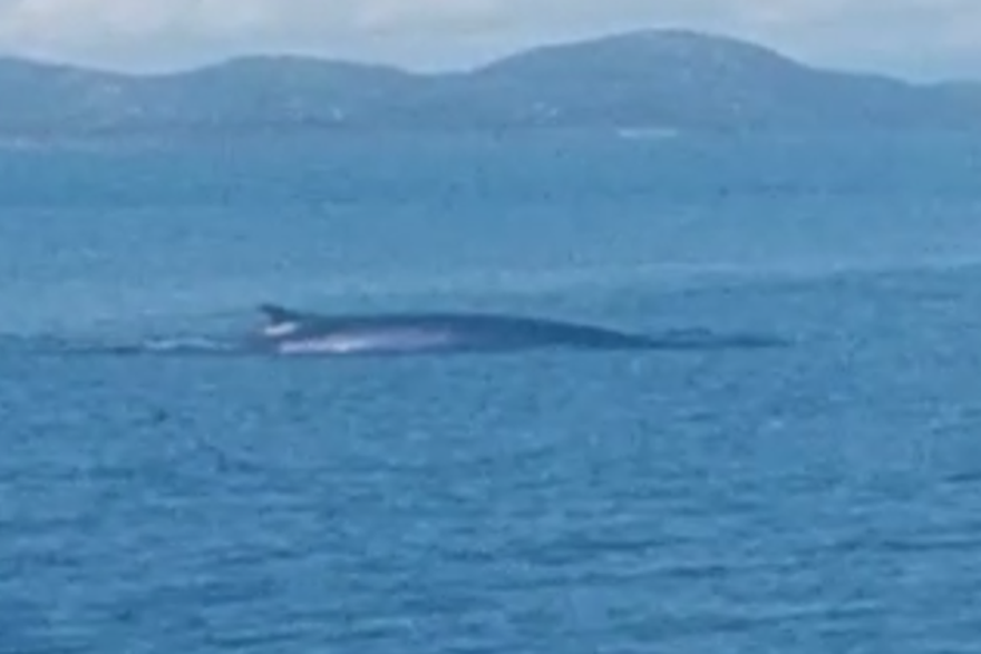 Spektakularna snimka kod Kornata: 'Vidija san kitove u oceanima, ali ne kod Murtera'