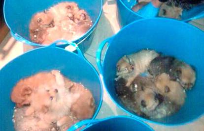 Policija zaplijenila 87 štenaca, našli ih u plastičnim kantama