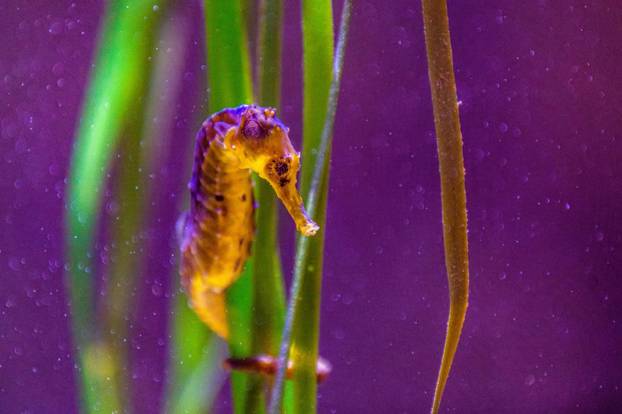 U Pulski aquarium iz Njemačke je stiglo čak 20 morskih konjica