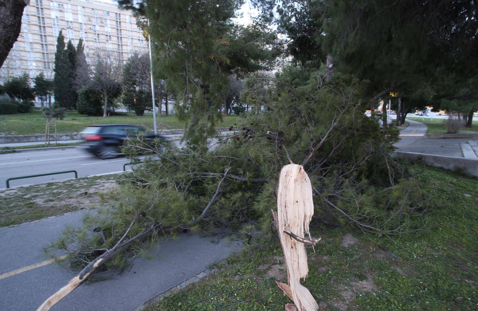 Split: Nakon olujnih udara bure najviÅ¡e stradala stabla i drveni elektriÄni stupovi