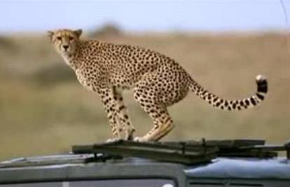 Gepard se olakšao kroz "šiber" voditeljeva auta