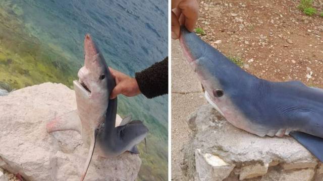 FOTO U Neumu uhvatili morskog psa koji je u Hrvatskoj ugrožen i njegov izlov strogo zabranjen!