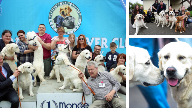 Najveselija pseća fešta: 620 retrivera nakon velike Svjetske izložbe seli se u Veliku Goricu!