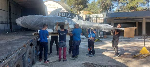 FOTO 'Ugroženi čuvari oceana' stigli su u Pulu: 'Uskoro izložba, a imat ćemo i žive primjerke!'