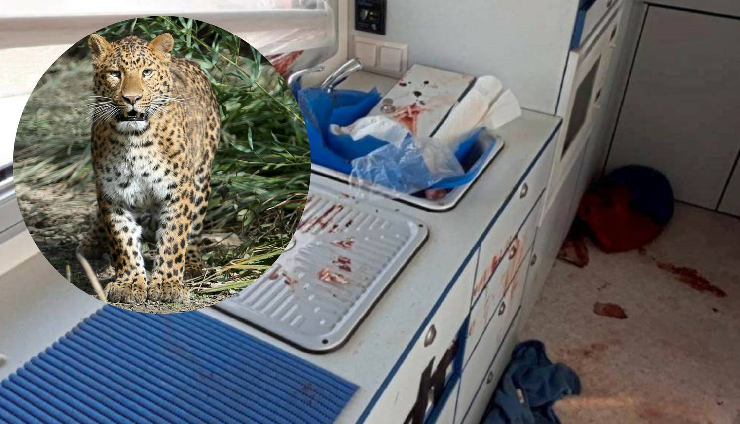 Leopard ga napao u kamperu: Strava, posvuda je bilo krvi...